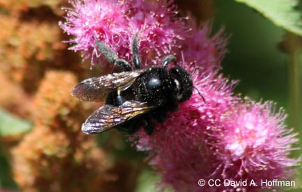 California carpenter bee gathering pollen from pink flower